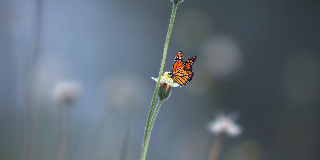 Papillon Concepts - Schmetterling